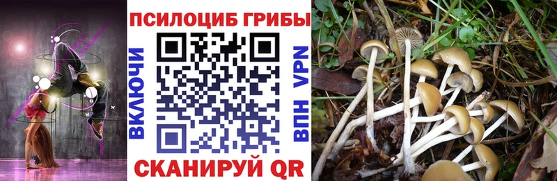 Галлюциногенные грибы Psilocybine cubensis  darknet официальный сайт  Шахты 
